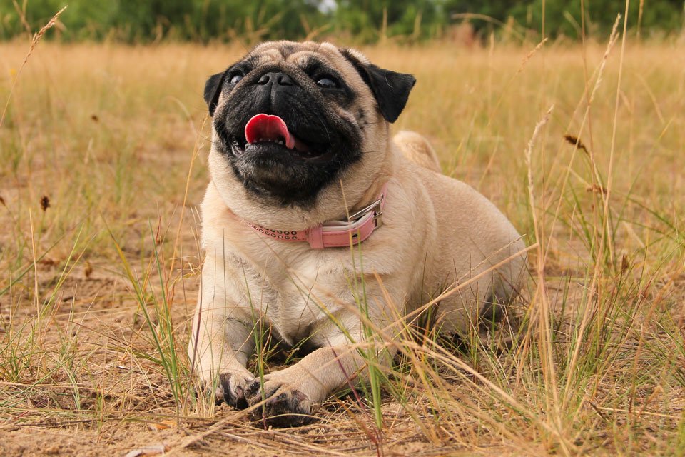 Registered Veterinary Technician